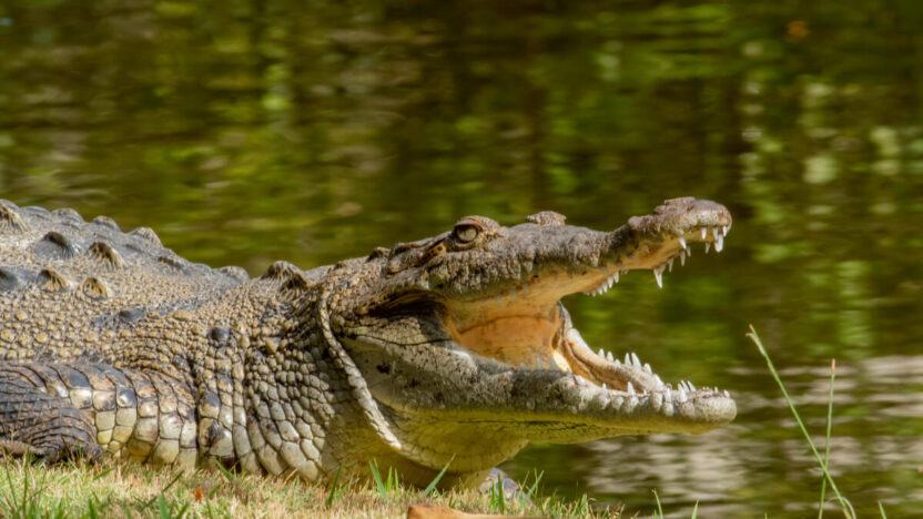 Kaip išgyventi susidūrimą su aligatoriumi: patarimai, kurių tikiuosi niekada neprireiks