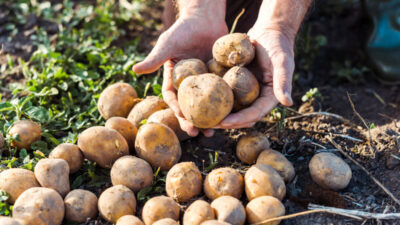 5 priežastys, kodėl turite paragauti ankstyvųjų bulvių jau šiandien