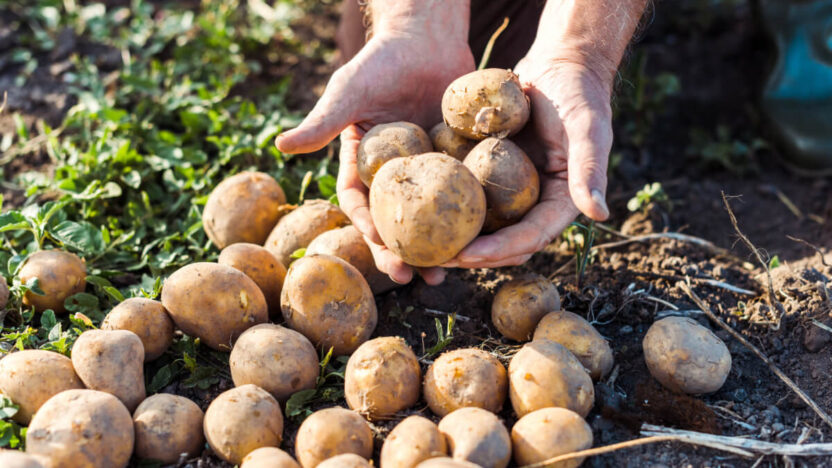 5 priežastys, kodėl turite paragauti ankstyvųjų bulvių jau šiandien