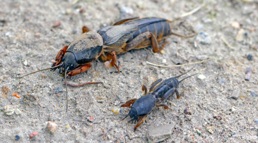 Medvedkai (Gryllotalpa)