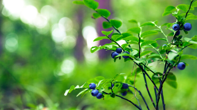 Kada pasirodo pirmosios mėlynės?