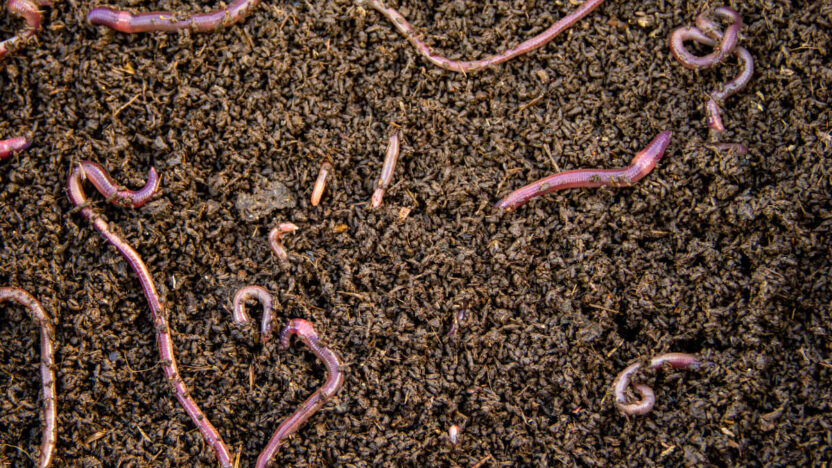 6 dalykai, kuriuos privalai žinoti apie naktinius sliekus žvejybai