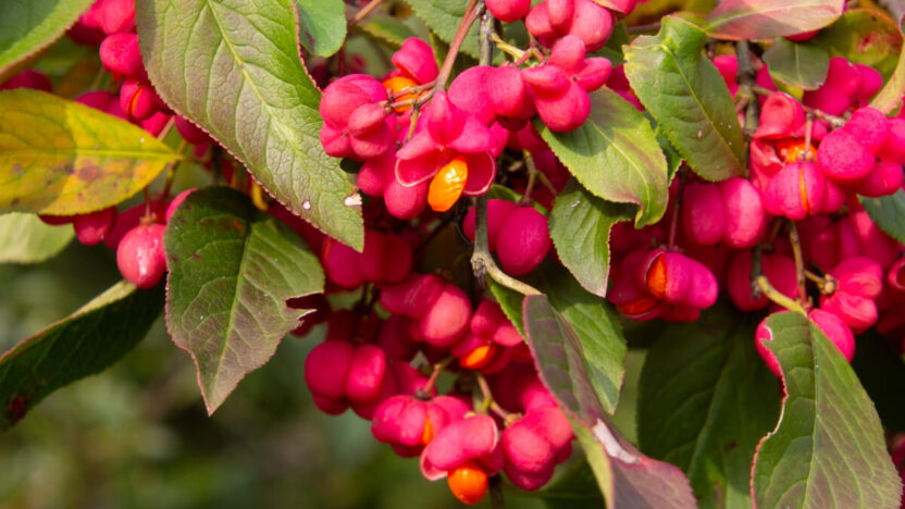 Ar šis nuodingas augalas slepiasi jūsų sode? Lietuvoje jo pilna!
