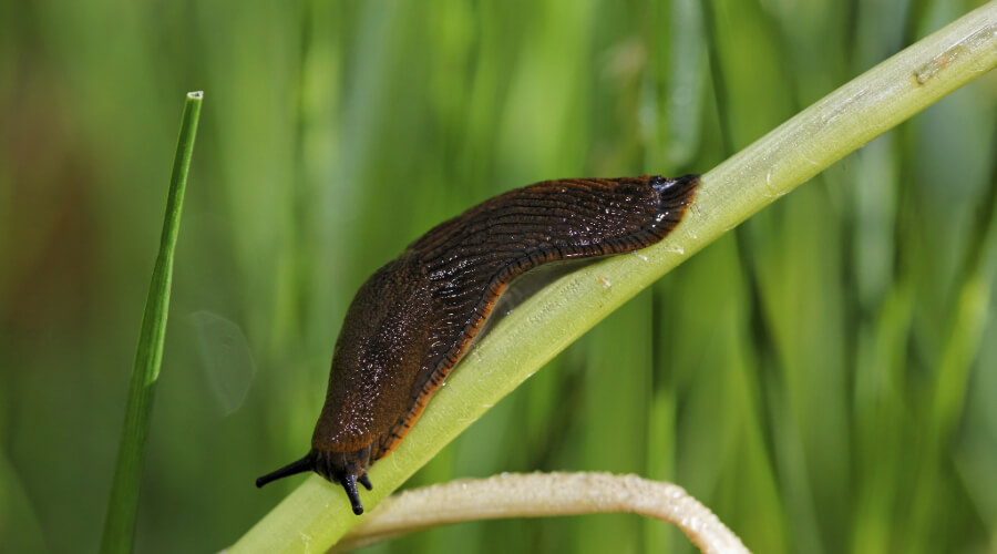 Šliužai (Arionidae ir Limacidae)
