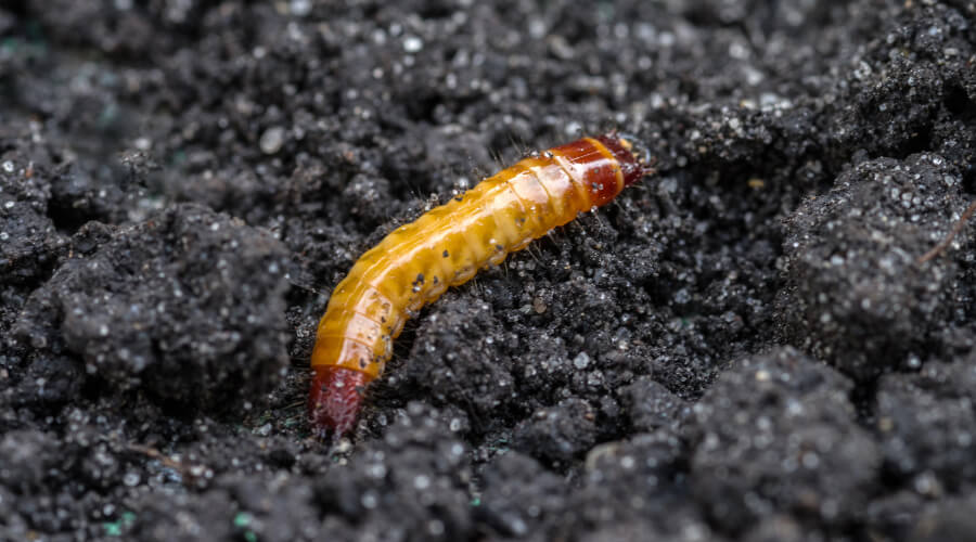 Spragšių lervos (Elateridae)