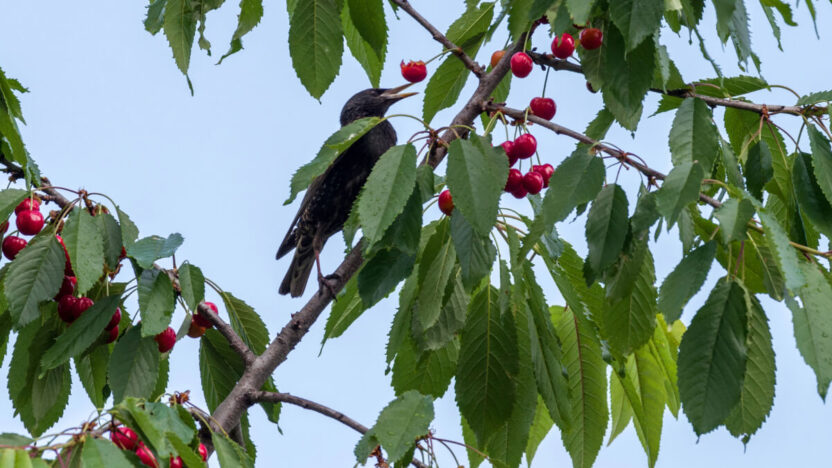 Sodų karas: kodėl varnėnai renkasi būtent jūsų vyšnias