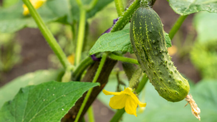 Močiutės sodo paslaptis: kodėl jos agurkai niekada nebūna kartūs?