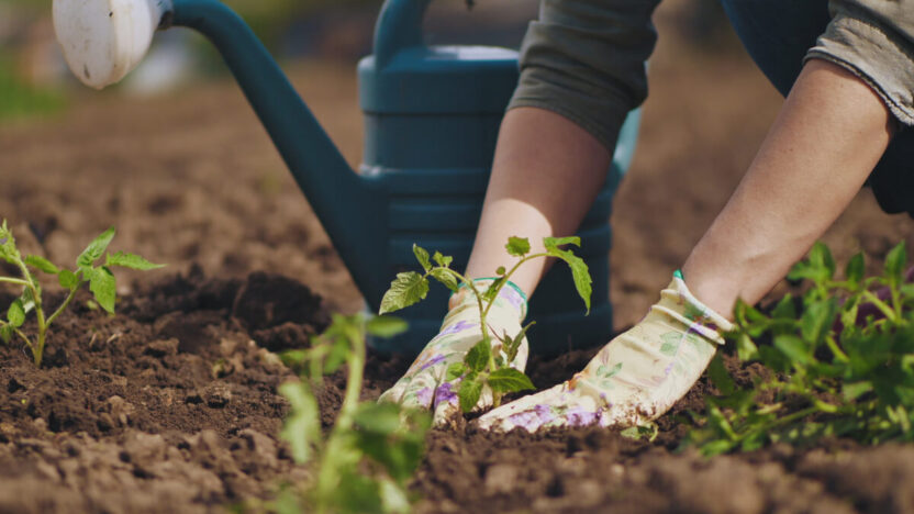 5 dalykai, kuriuos verta turėti kiekviename sode