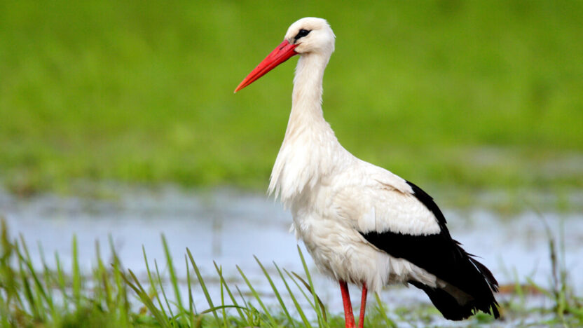 Kodėl gandrai taip myli Lietuvą? Štai maža paslaptis