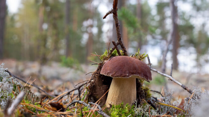 Kodėl kai kurie grybautojai niekada negrįžta tuščiomis? Atskleistos paslaptys!
