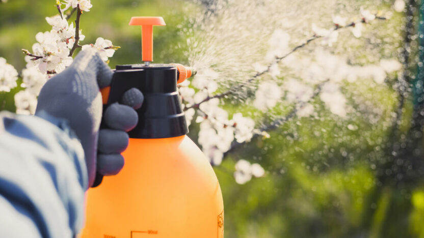 Kaip kovoti su kenkėjais nenaudojant chemikalų?