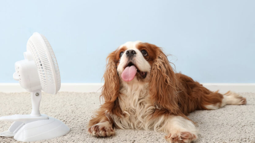 Karštis siaubingesnis nei manėte: 5 būdai, kaip vasara žudo gyvūnus