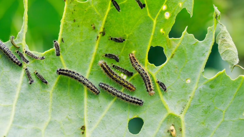 Šis stebuklas sode atbaido kenkėjus be jokių chemikalų