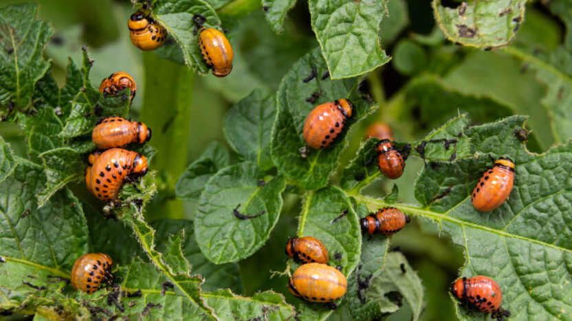 Šis natūralus triukas naikina kolorado vabalus per naktį