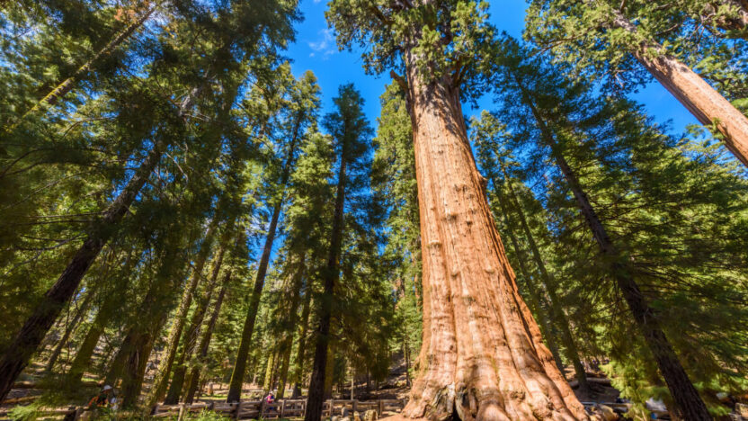 Milžinas tarp gamtos stebuklų: General Sherman medis