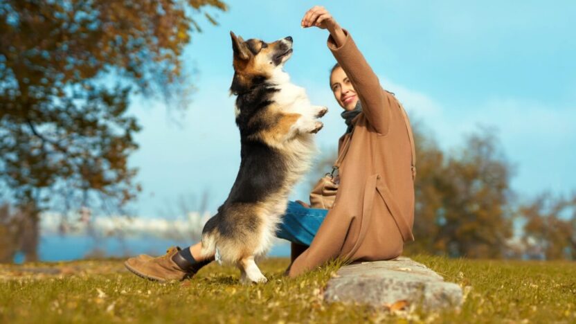 Kaip išmokyti šunį pagrindinių komandų namų sąlygomis?