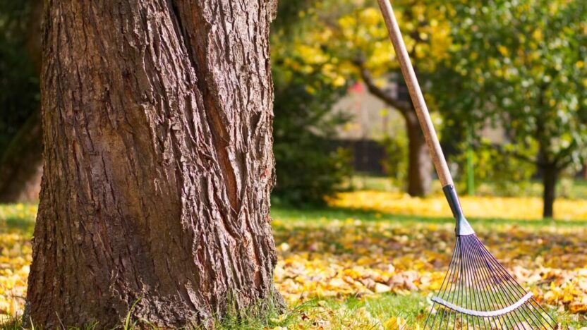 Ar žinojai? Medžių lapų tvarkymas gali pakenkti tavo sodui