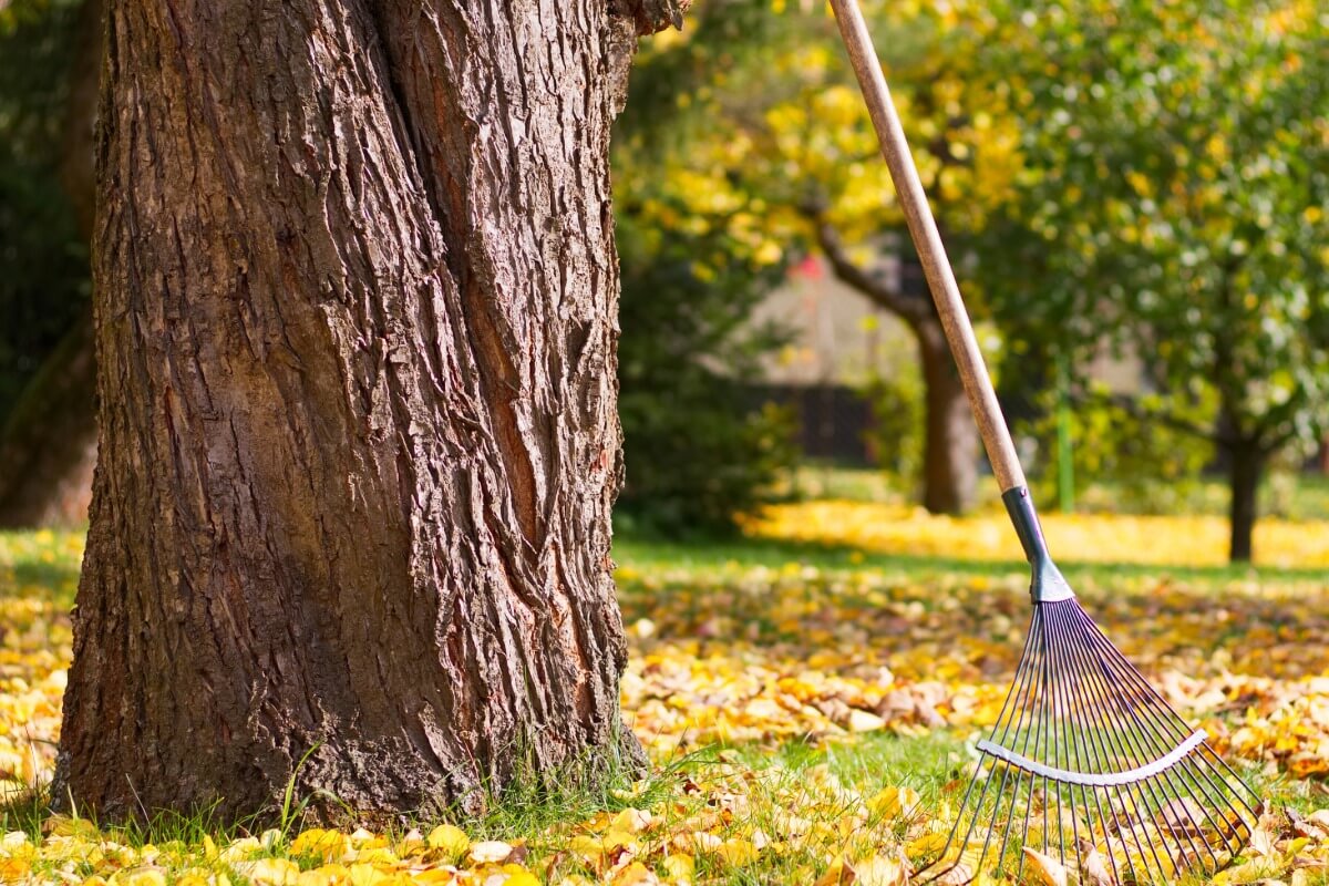 Ar žinojai? Medžių lapų tvarkymas gali pakenkti tavo sodui