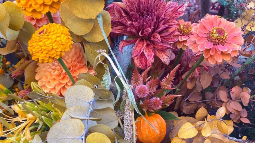 Kodėl šios rudeninės gėlės laikomos tikra kiemo puošmena?