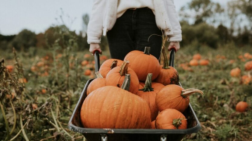 Štai kodėl visi šį rudenį kalba apie moliūgą – sužinok pirmas