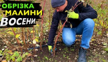 Birutė rudenį avietynui skiria vieną dieną, o kitąmet uogų skina kibirais: 6 darbai, kuriuos dauguma praleidžia