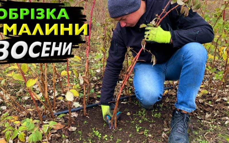 Birutė rudenį avietynui skiria vieną dieną, o kitąmet uogų skina kibirais: 6 darbai, kuriuos dauguma praleidžia