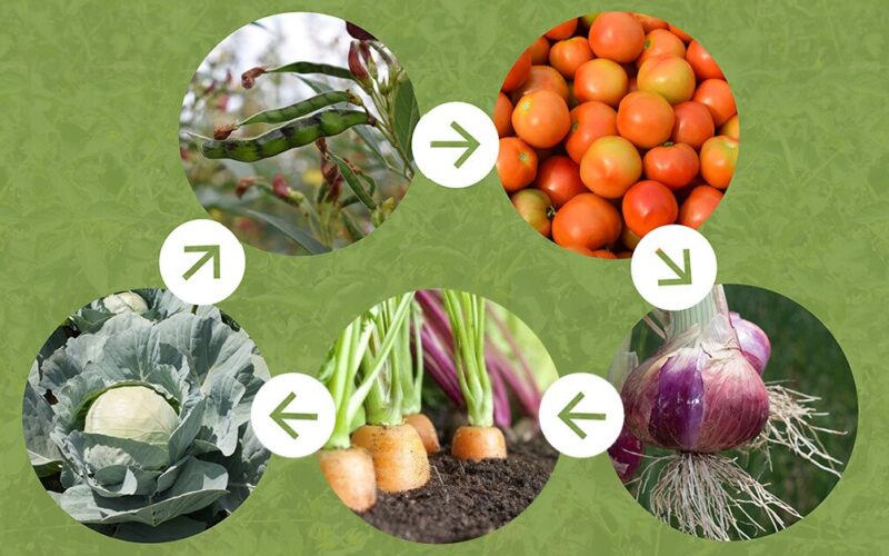 Bulves iškasėte – kitąmet į tą lysvę nesodinkite pomidorų: agronomų patarimai, kas po bulvių auga geriausiai