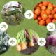Bulves iškasėte – kitąmet į tą lysvę nesodinkite pomidorų: agronomų patarimai, kas po bulvių auga geriausiai