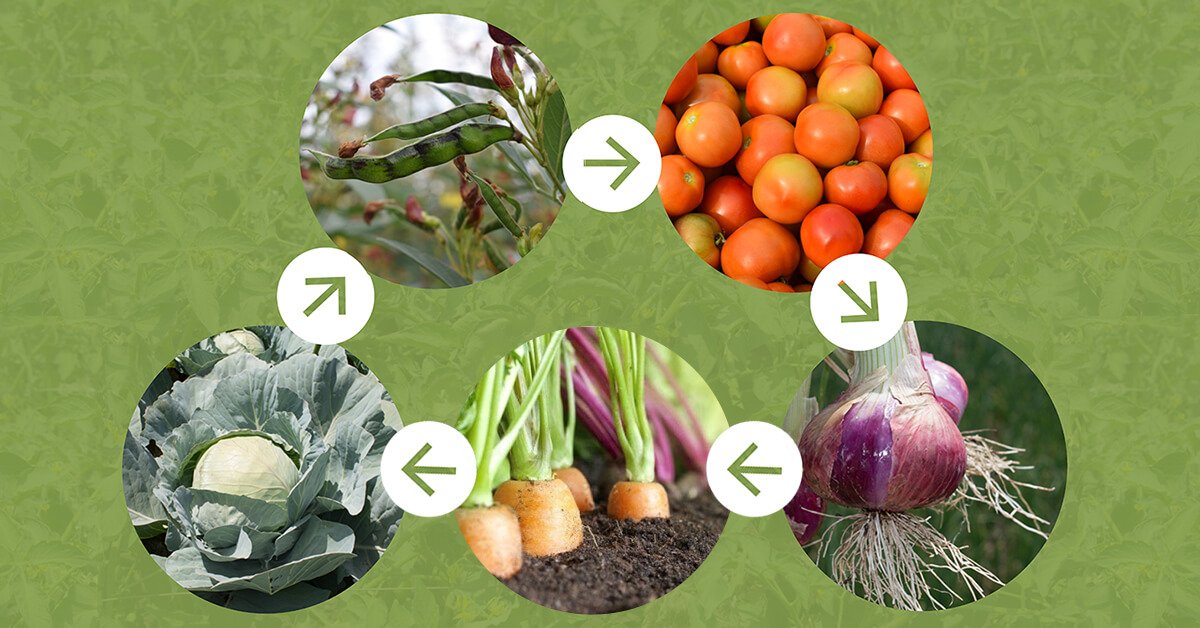 Bulves iškasėte – kitąmet į tą lysvę nesodinkite pomidorų: agronomų patarimai, kas po bulvių auga geriausiai