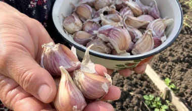 Genovaitė česnaką sodina tada, kai kaimynai jau baigę, ir kasmet iškasa didžiules galvas: svarbiausia visai ne data kalendoriuje