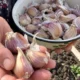 Genovaitė česnaką sodina tada, kai kaimynai jau baigę, ir kasmet iškasa didžiules galvas: svarbiausia visai ne data kalendoriuje