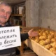 Aldonos bulvės rūsyje nedygsta iki gegužės, o kaimynės jau sausį leidžia ilgus daigus: viskas dėl 6 paprastų taisyklių