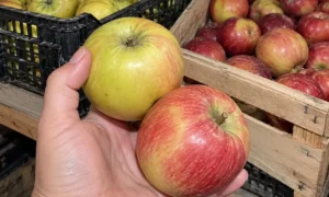Obuoliai rūsyje pradėjo pūti jau lapkritį? Dažniausiai kaltas ne veislė, o 6 dalykai, kuriuos padarėte juos dėdami
