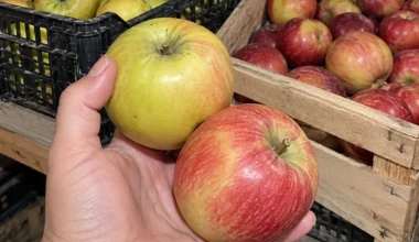 Obuoliai rūsyje pradėjo pūti jau lapkritį? Dažniausiai kaltas ne veislė, o 6 dalykai, kuriuos padarėte juos dėdami