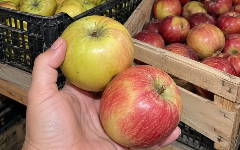 Obuoliai rūsyje pradėjo pūti jau lapkritį? Dažniausiai kaltas ne veislė, o 6 dalykai, kuriuos padarėte juos dėdami