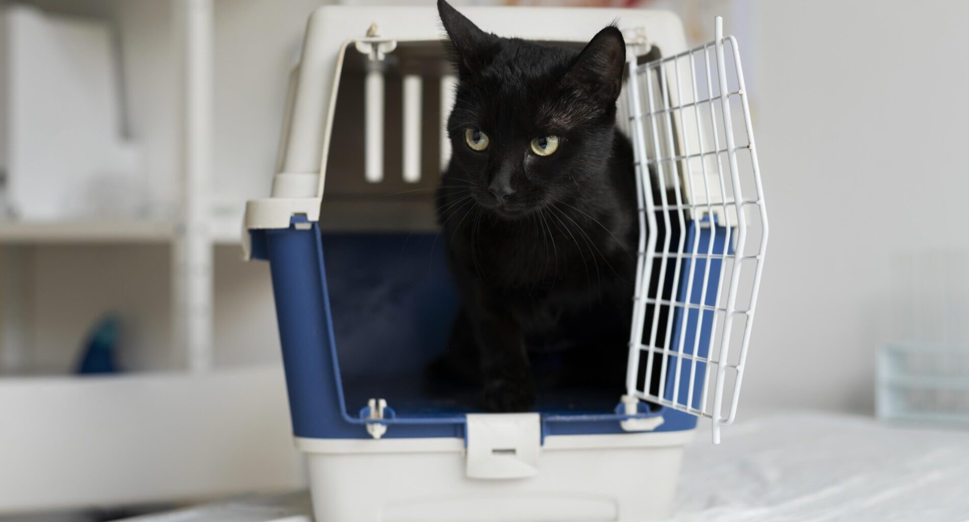Katė šnypščia ir slepiasi vos pamačiusi nešioklę? Ištraukite ją ne tik prieš kelionę pas veterinarą – štai kaip ją pripratinti