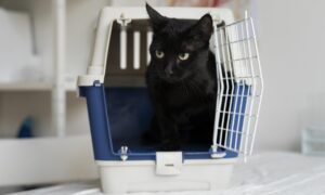 Katė šnypščia ir slepiasi vos pamačiusi nešioklę? Ištraukite ją ne tik prieš kelionę pas veterinarą – štai kaip ją pripratinti