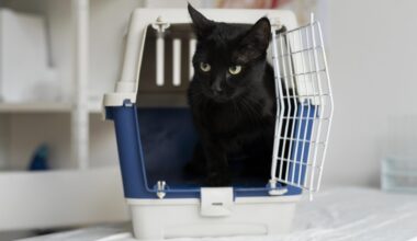 Katė šnypščia ir slepiasi vos pamačiusi nešioklę? Ištraukite ją ne tik prieš kelionę pas veterinarą – štai kaip ją pripratinti