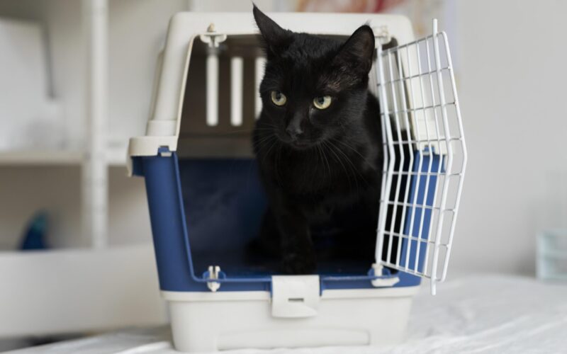 Katė šnypščia ir slepiasi vos pamačiusi nešioklę? Ištraukite ją ne tik prieš kelionę pas veterinarą – štai kaip ją pripratinti