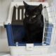 Katė šnypščia ir slepiasi vos pamačiusi nešioklę? Ištraukite ją ne tik prieš kelionę pas veterinarą – štai kaip ją pripratinti