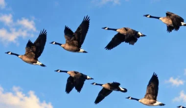 Kodėl žąsys ir gervės rudenį skrenda pleištu? Mokslininkai atskleidė, ką paukščiai daro taip tiksliai, kad nustebino net juos