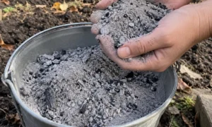 Pelenus rudenį pila į daržą beveik visi, bet kai kuriems augalams tai tikras smūgis: 5 klaidos, kurias pastebėsite tik pavasarį
