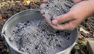 Pelenus rudenį pila į daržą beveik visi, bet kai kuriems augalams tai tikras smūgis: 5 klaidos, kurias pastebėsite tik pavasarį