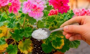 Šaukštelis krakmolo į vandenį – ir pelargonija sprogsta žiedais? Patikrinome, kas iš tikrųjų sustabdo lapų geltimą
