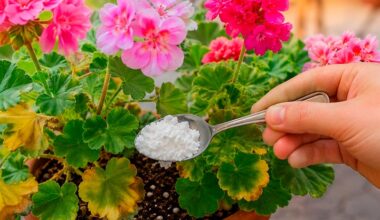 Šaukštelis krakmolo į vandenį – ir pelargonija sprogsta žiedais? Patikrinome, kas iš tikrųjų sustabdo lapų geltimą