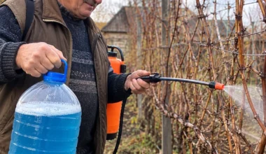 Nuskynus paskutines kekes darbai vynuogyne nesibaigia: ką padaryti rudenį, kad pavasarį neatgytų ligos
