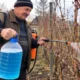 Nuskynus paskutines kekes darbai vynuogyne nesibaigia: ką padaryti rudenį, kad pavasarį neatgytų ligos